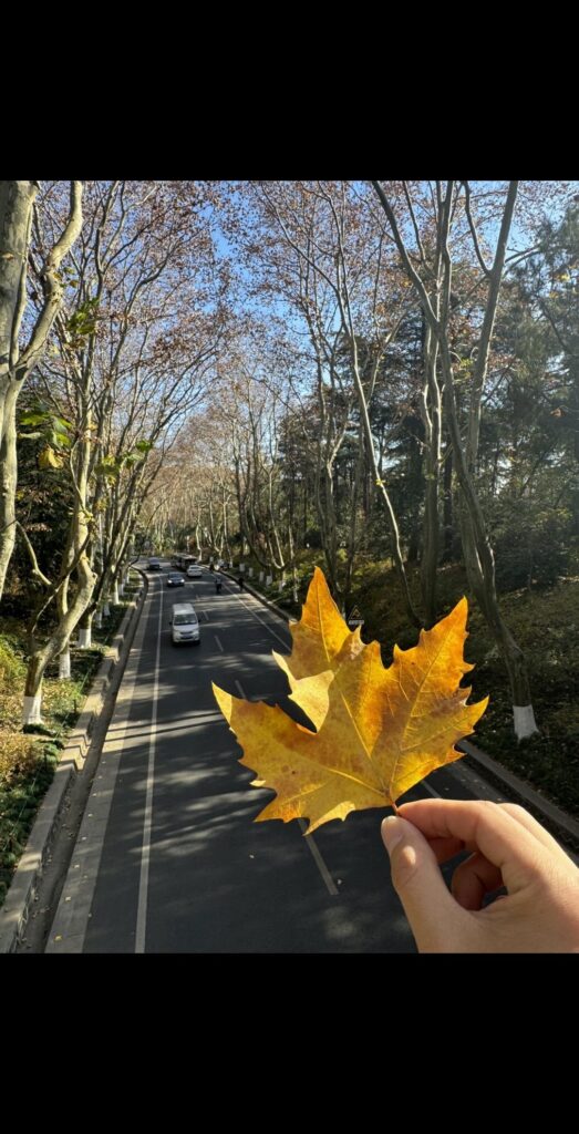 梧桐虽立 其心已空 - 沈楠.论坛 - 抖音专栏 - 阿里文案馆