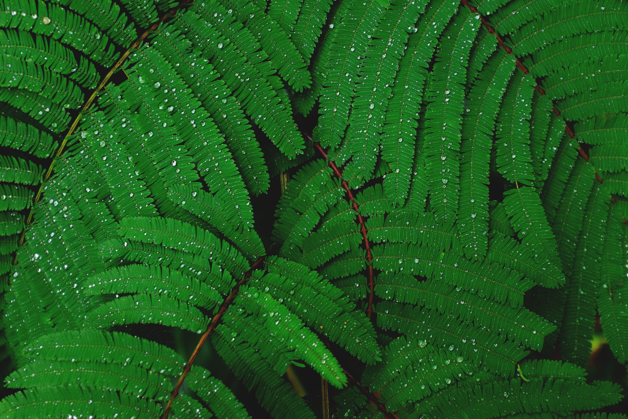 叶子与水滴自然壁纸 | 植物高清壁纸 | 4896×3264 - 阿里文案馆