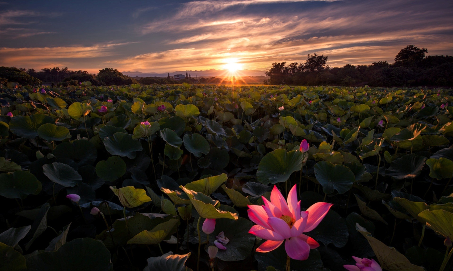 阳光下的花田与植物风景壁纸 | 1920×1150高清自然美景 - 阿里文案馆