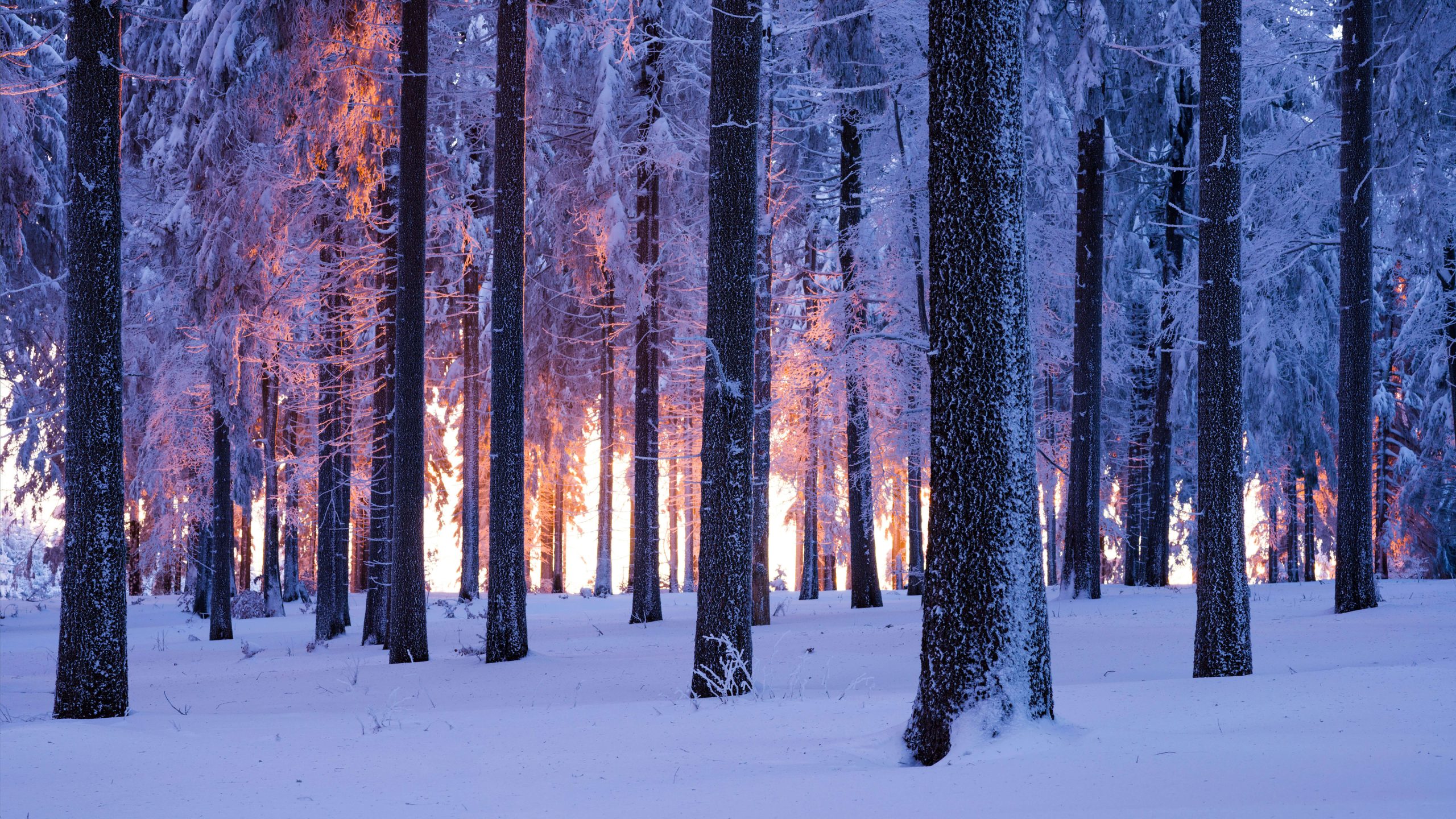 挪威雪域云杉森林日落壁纸 – 4K超高清3840×2160风景下载 - 阿里文案馆