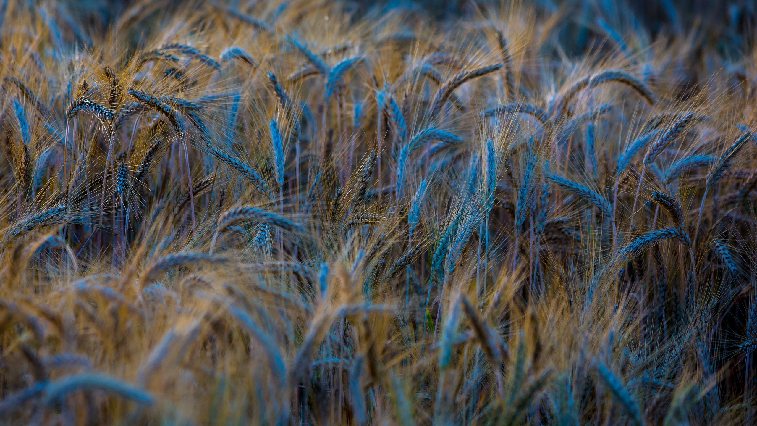 小麦自然特写壁纸 – 2560×1440高清植物背景图 - 阿里文案馆