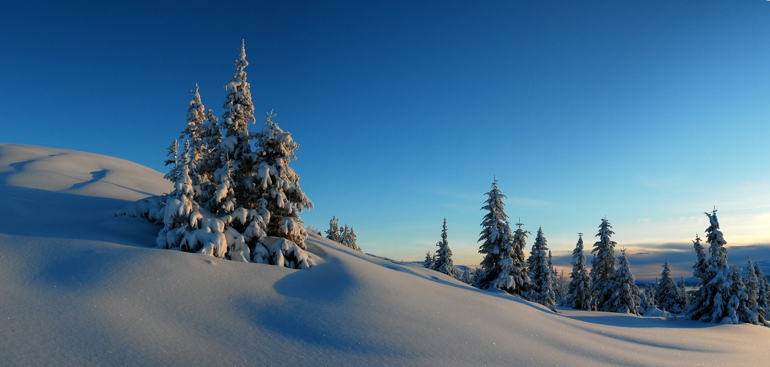 冬季雪松树自然风光壁纸 – 温暖色调与雪景 (2488×1187) - 阿里文案馆