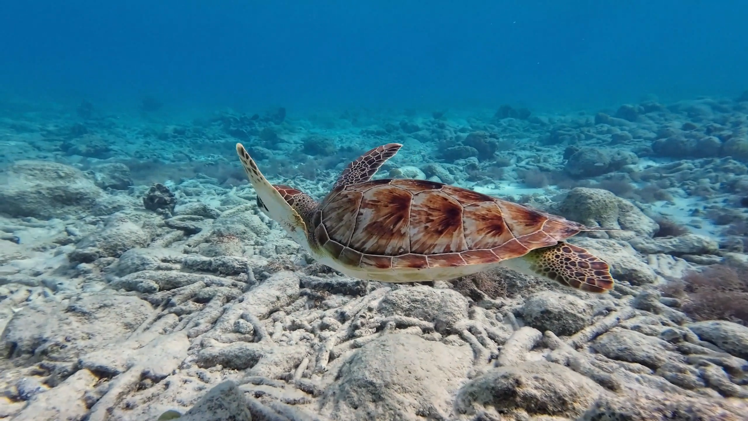 龟与海洋乌龟视频素材下载 | 高清水下海洋生物视频免费下载 - 阿里文案馆