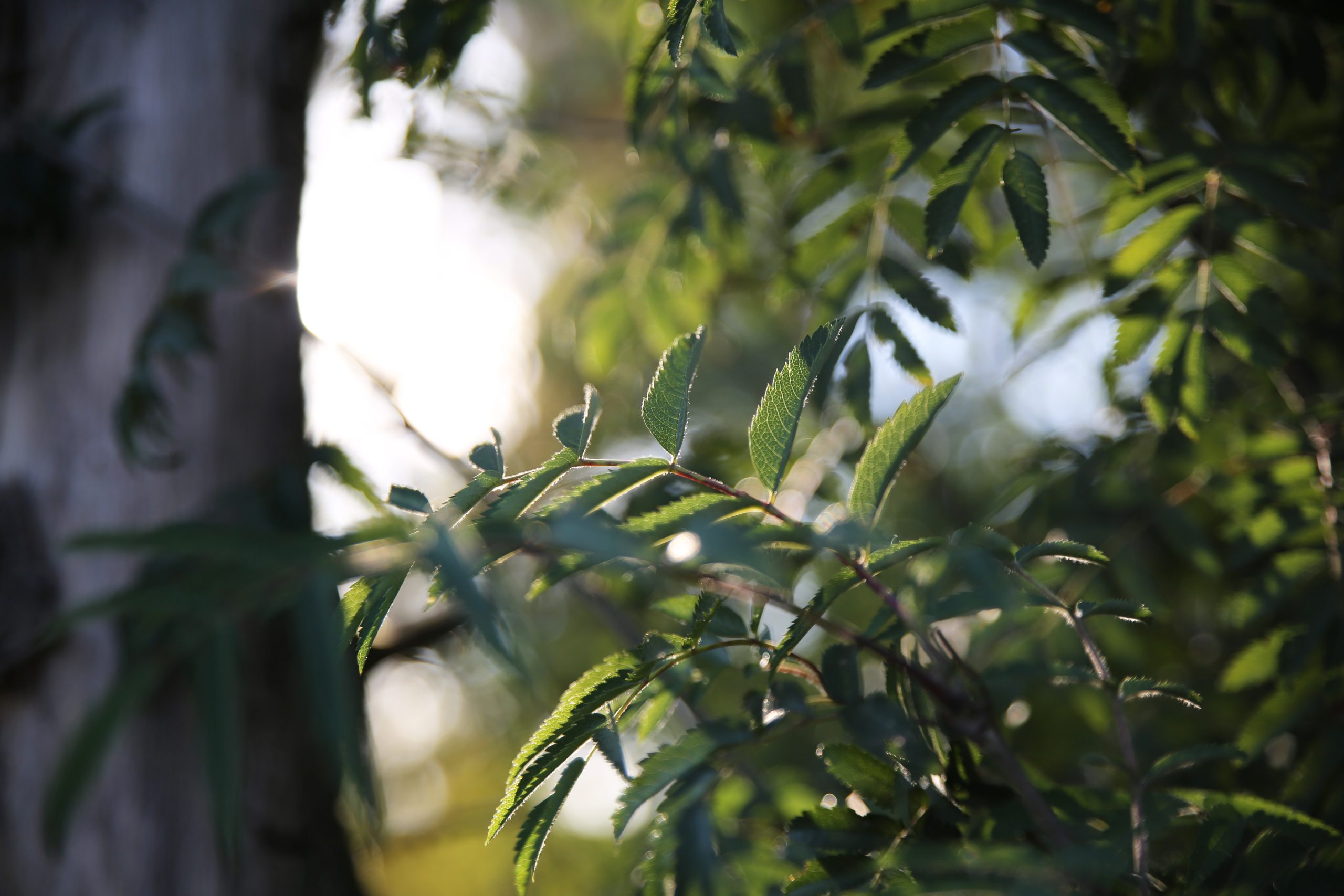 高清自然植物特写壁纸 5760×3840 – 绿叶唯美生态背景 - 阿里文案馆