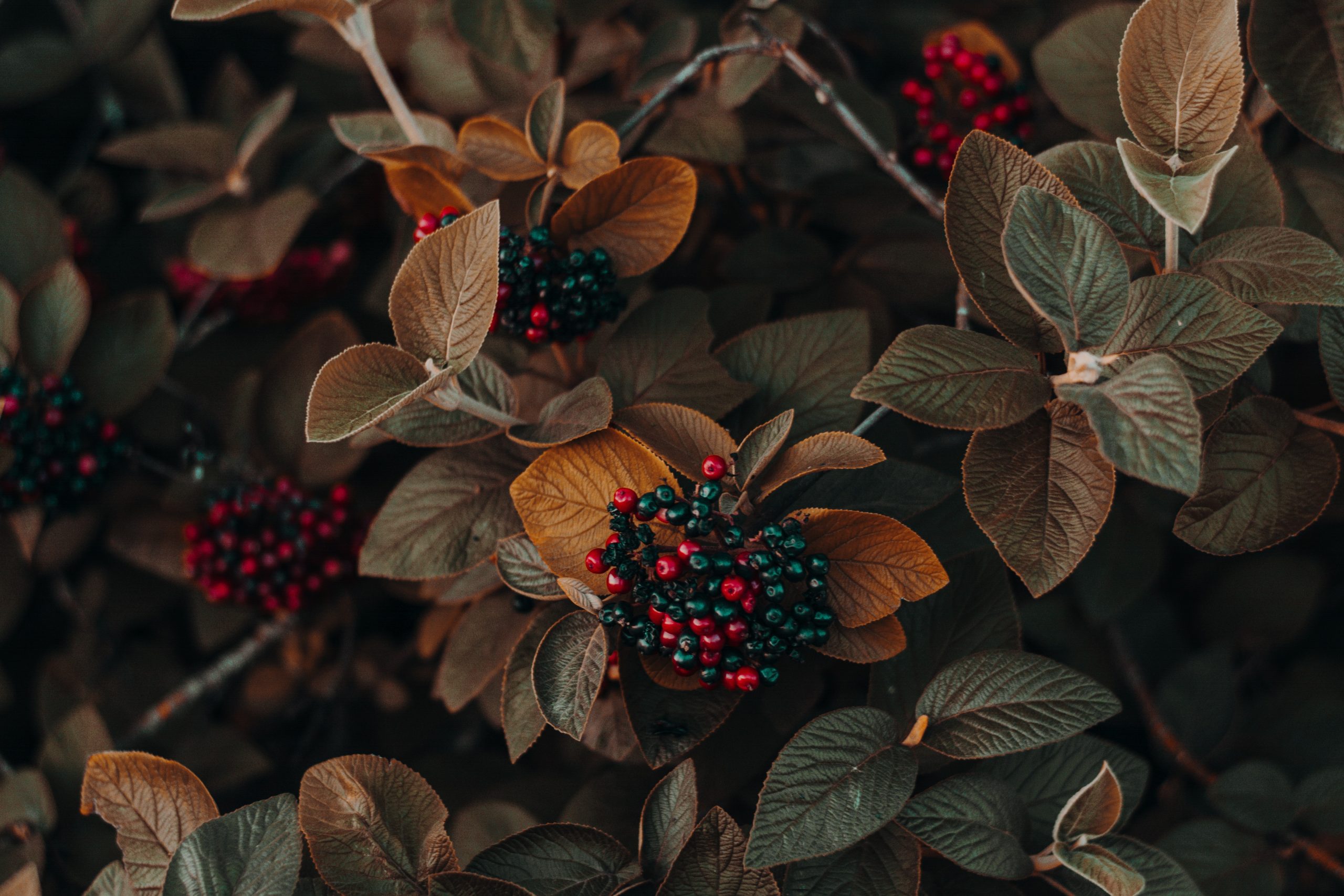 Gruvbox色调自然壁纸 | 花卉与浆果植物高清壁纸6000×4000 - 阿里文案馆